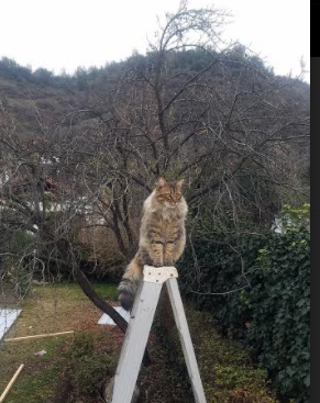 当鲸落发生在棋盘上，范弗利特的世界排名争夺战之夜