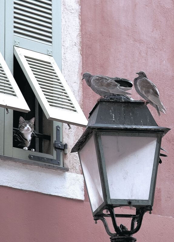 跨洋激战！小贾伦44分统治五棵松，湖人加时险胜北京队