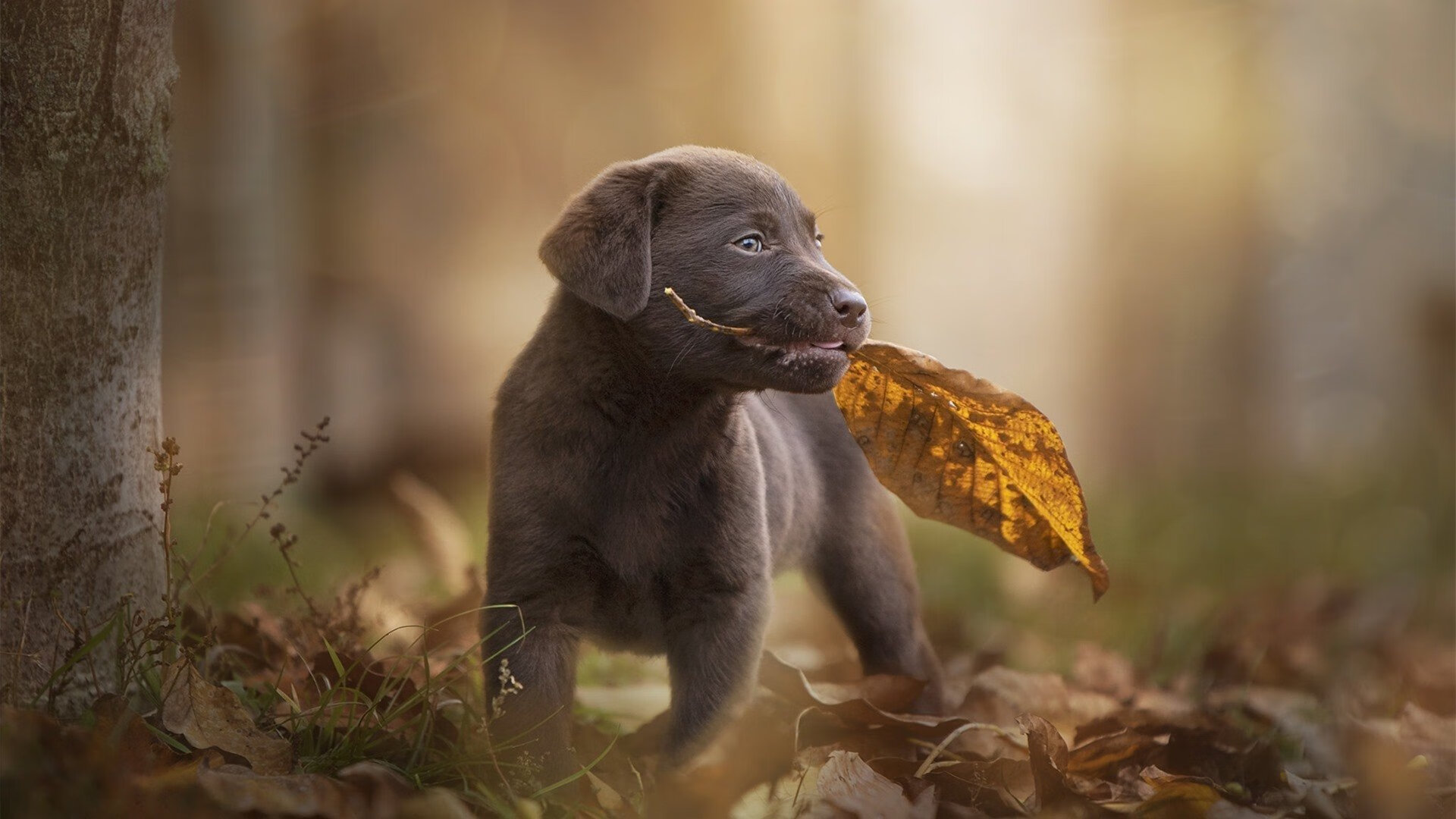 双线辉映，贝林厄姆的大心脏与国际米兰的破局术—关键节点决定胜利的两种范式