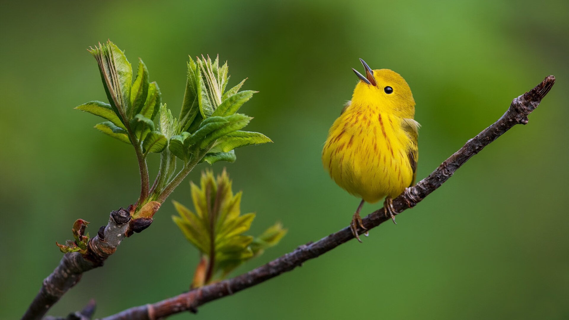 红魔的黄昏,与黄衫的黎明,德布劳内的一击,如何为足球世界的旧王权画上句点